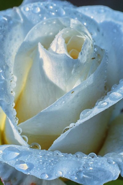 Красивые картинки розы (220 фото)