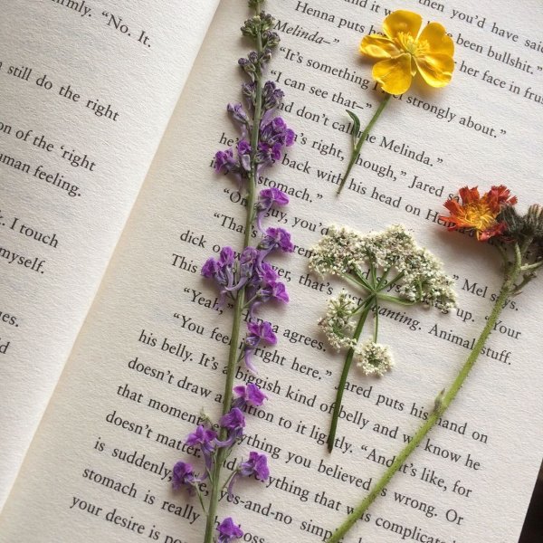Сухой цветок в книге
