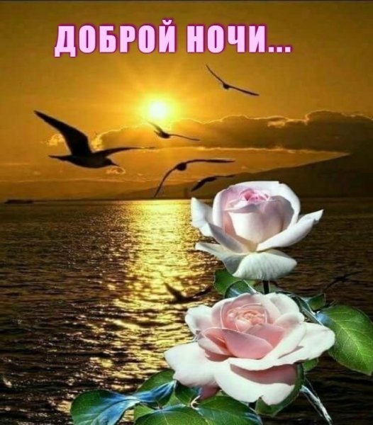 Спокойной ночи незабудки