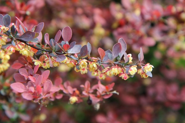 Барбарис продолговатый Berberis oblonga
