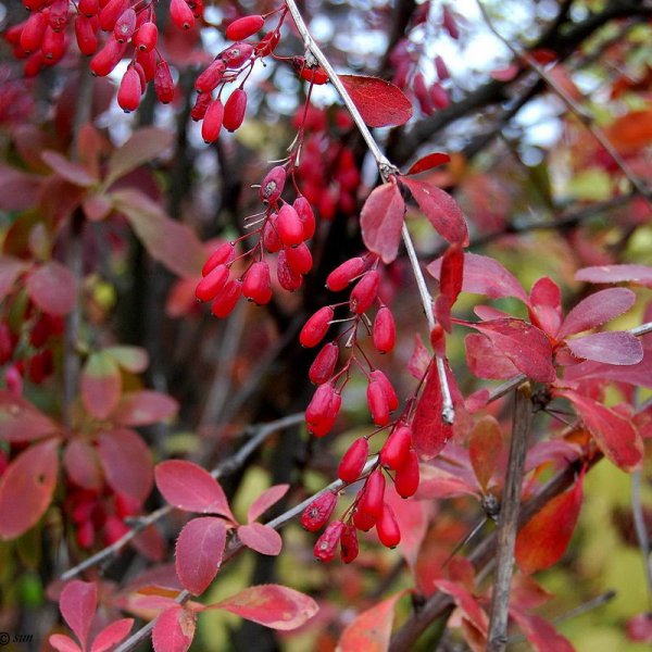 Барбарис обыкновенный Berberis vulgaris