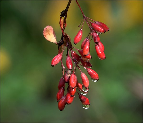 Барбарис обыкновенный (Berberis vulgaris l.)
