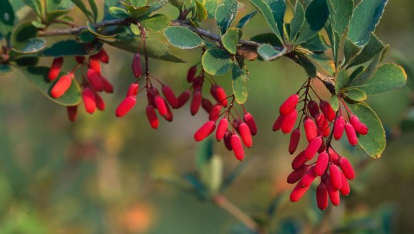 Барбарис обыкновенный (Berberis)