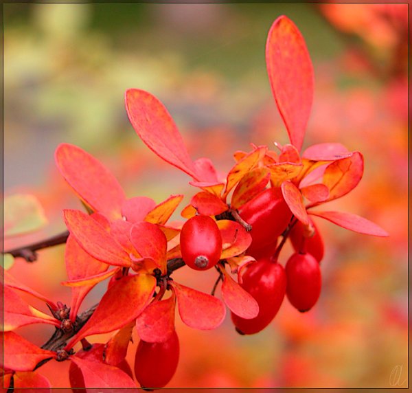Berberis aristata