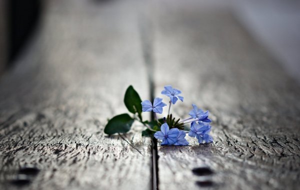 Одинокий цветок черно белый
