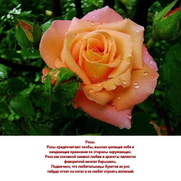 Роза Анжелика