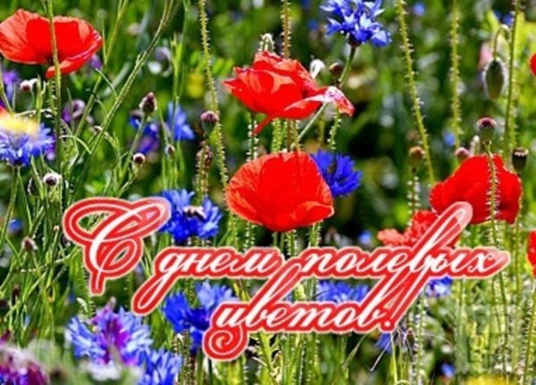 Открытки 5 июня с днем полевых цветов