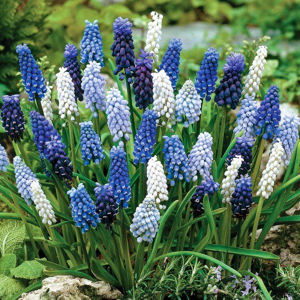 Примула / первоцвет (Primula)