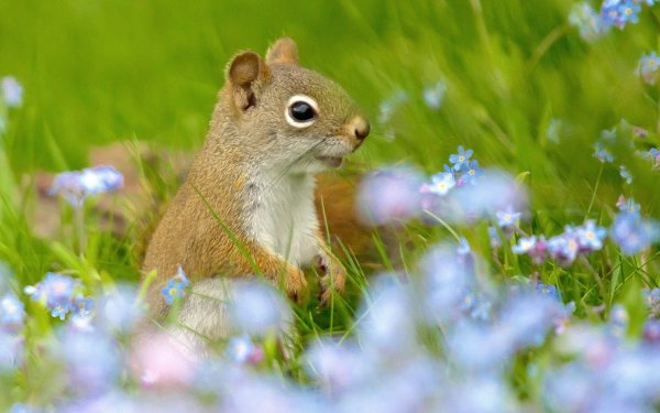 Природа и животные