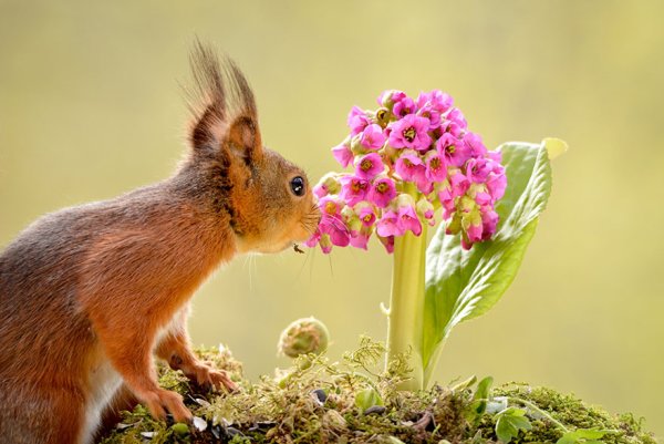 Нежная природа