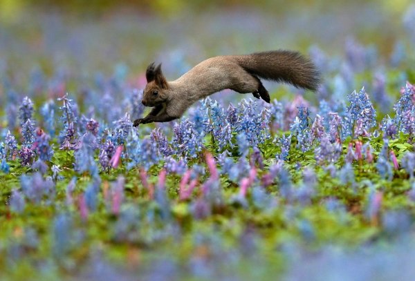 Природа и животные