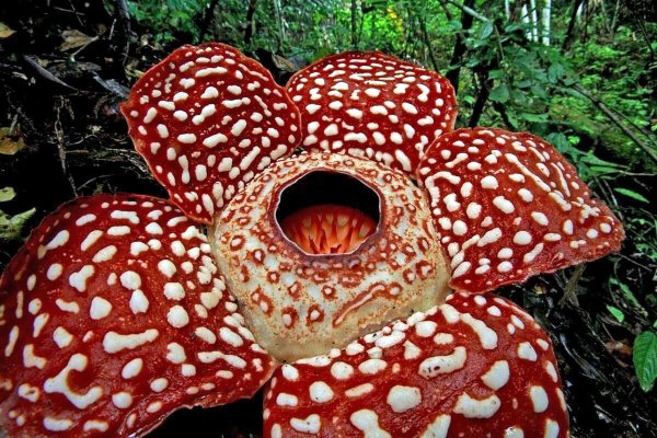 Растение раффлезия Арнольди