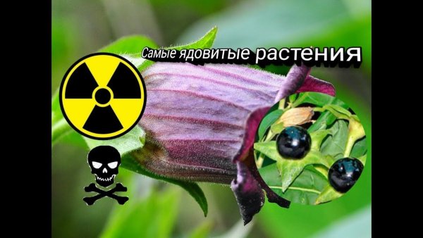 Самые опасные растения для человека