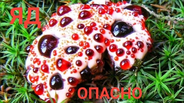 Гиднеллум ПЕКА (Кровавый зуб)