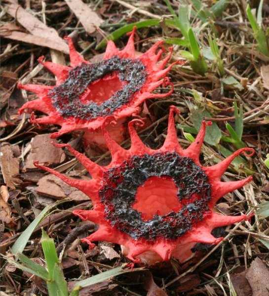 Aseroe rubra