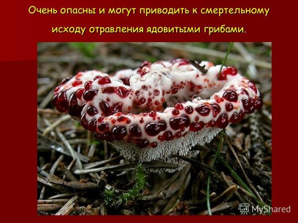 Гиднеллум ПЕКА гриб описание