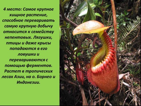 Хищные растения и их названия