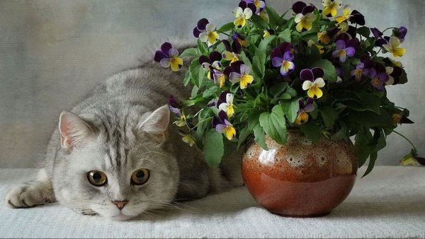 Кот в цветах