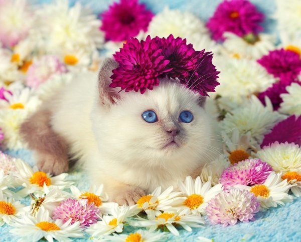 Милые котики