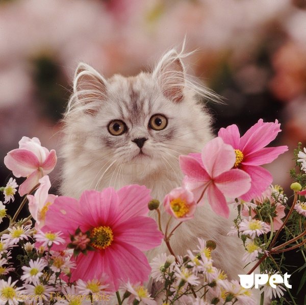 Котята с розовыми цветами