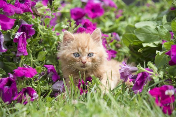 Милые котята в цветах