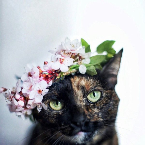 Кот в венке
