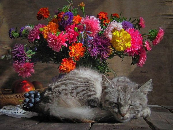 Коты и астры