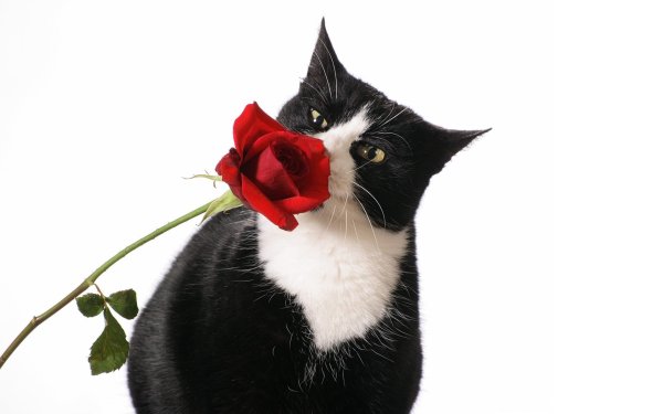 Котик с цветочком