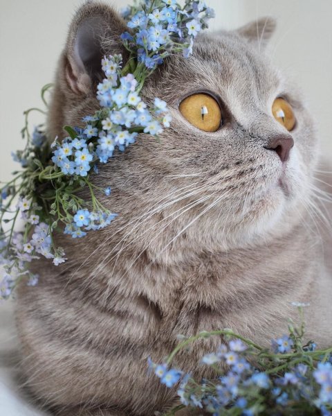 Кошка в венке