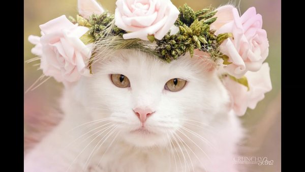 Кошечка в цветах