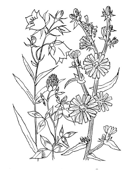 Летняя раскраска