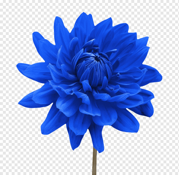 Цветы Red Dahlia