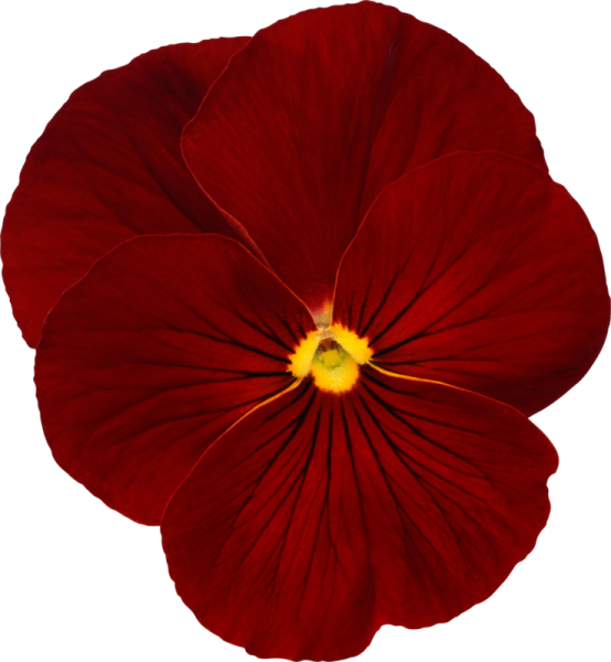 Цветы одиночные