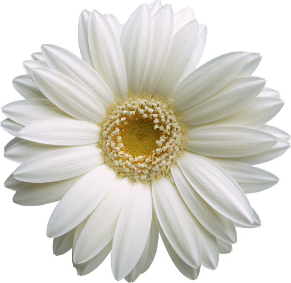 Гербера Снежная ( Gerbera / OREOSERIS Nivea )