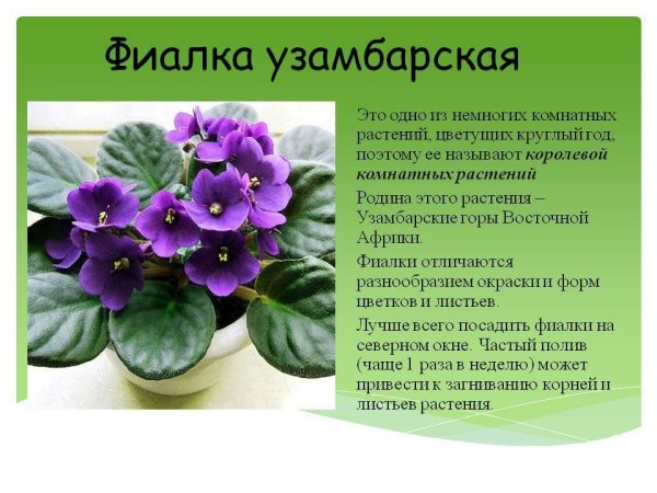 Родина фиалка узамбарская