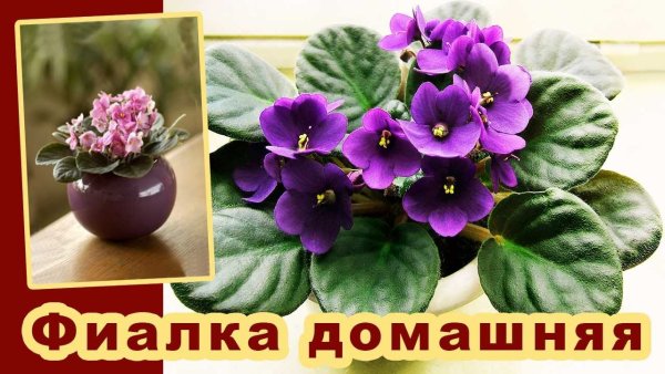 Фиалка комнатная уход в домашних условиях