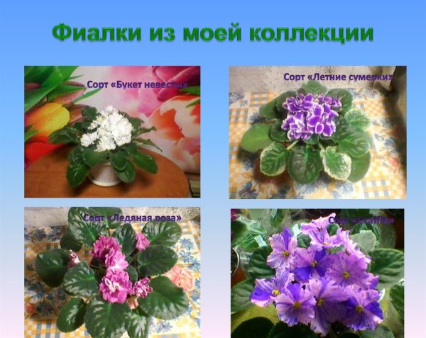 Фиалки комнатные сортовые названия