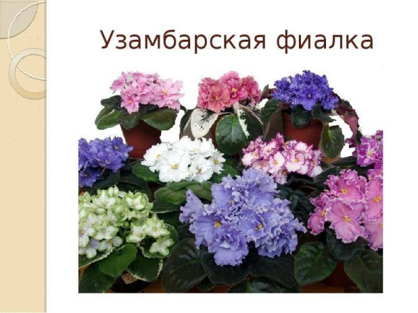Родина фиалка узамбарская