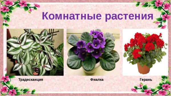 Герань фиалка традесканция