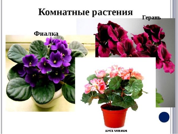 Сенполия (Африканская или узамбарская фиалка)