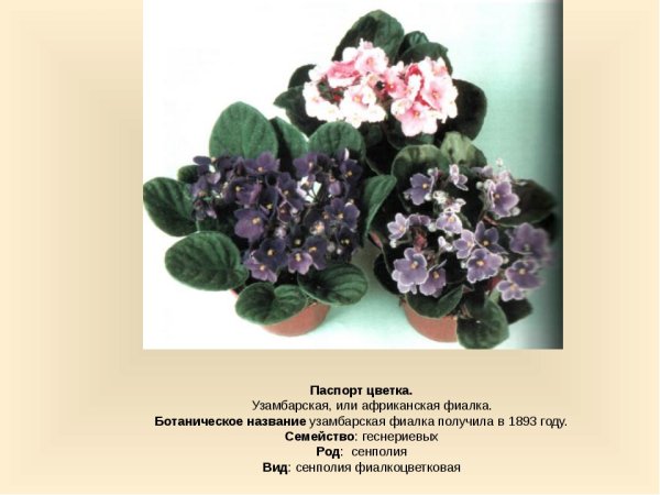 Узамбарская сенполия