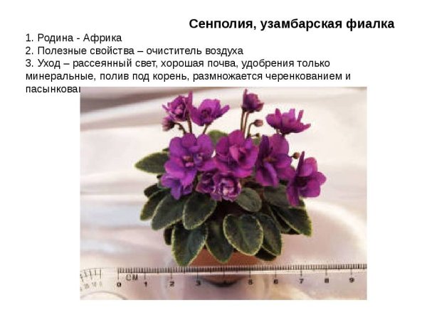 Узамбарская фиалка в горшке