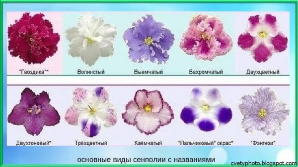 Фиалка узамбарская стебель