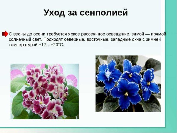 Узамбарская фиалка Родина растения