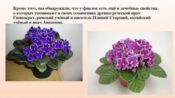 Родина фиалки комнатного растения