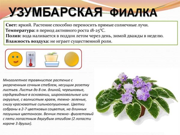 Узамбарская фиалка