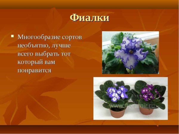 Систематика узамбарской фиалки