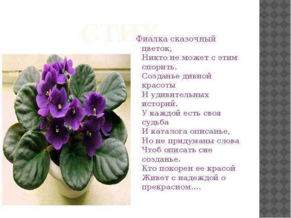 Калла сансевьера гиппеаструм