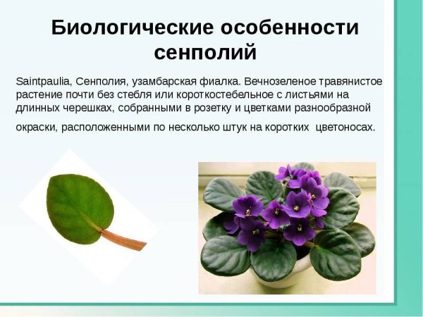 Родина фиалка узамбарская