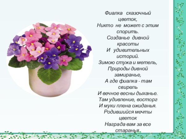 Узамбарская фиалка сиреневая